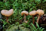 : Kreisling-Cudonia confusa