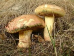 Blauender Königsröhrling-Boletus pseudoregius