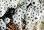 :-Eriopezia caesia