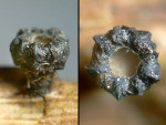 :-Godronia muehlenbeckii