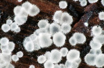 :-Hyaloscypha fuckelii var. fuckeli