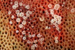 :-Hyphodiscus hymeniophilus