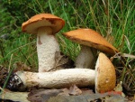 Espenrotkappe-Leccinum aurantiacum