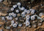 :-Lasiobelonium variegatum