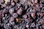 :-Patellariopsis atrovinosa