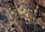 :-Phialina lachnobrachya