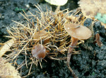 Esskastanienschalenbecherling-Rutstroemia echinophila