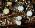 Körbchenförmiges Kranzbecherchen-Vibrissea filisporia forma fiscella