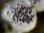 :-Ascobolus albidus