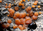 Körniger Rinderdungbecherling-Coprobia granulata