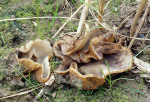 : Sandborstling-Geopora foliacea