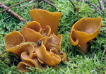 Hasenohr-Otidea leporina
