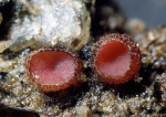 Himbeerfarbener Schildborstenpilz-Parascutellinia arctespora