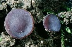 Gerards Violett-Becherling-Peziza gerardii