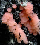 : Brandstellenbecherling-Pyronema confluens