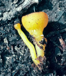 Wurzelbecherling-Sowerbyella fagicola