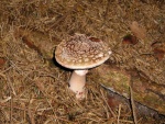 Perlpilz-Amanita rubescens