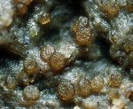 :-Thelebolus microsporus