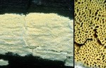 Gelbliche Resupinat-Tramete-Antrodia xantha