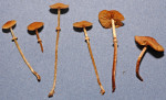 Grosssporiges Samethäubchen-Conocybe vexans