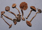 Erlengürtelfuss-Cortinarius alnetorum