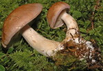 Violettrandiger Schleimkopf-Cortinarius balteatus