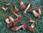 Feuerfüssiger Wasserkopf-Cortinarius bulliardii