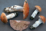 Weissgestiefelter Schleimkopf-Cortinarius claricolor