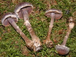 Violetter Rettichgürtelfuss-Cortinarius ionophyllus