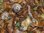 Elfenring-Klumpfuss-Cortinarius magicus
