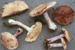 Purpurfüssiger Schleimkopf-Cortinarius porphyropus