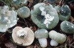 Grüngefelderter Täubling-Russula virescens