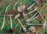 Schwarzschneidiger Rötling-Entoloma caesiocinctum