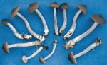 Ameisenrötling-Entoloma myrmecophilum