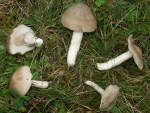 Mehlrötling-Entoloma prunuloides