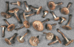 Braunfüssiger Risspilz-Inocybe brunneotomentosa