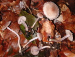 Grauvioletter Risspilz-Inocybe griseolilacina