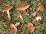 Braungestiefelter Risspilz-Inocybe melanopus