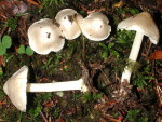 Weisslicher Risspilz-Inocybe umbratica