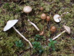 Ganzschleimiger Schleimschirmling-Limacella illinita