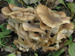 Gepanzerter Rasling-Lyophyllum loricatum