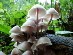 Grosser Bluthelmling-Mycena haematopus