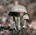 Kohlenfaserling-Psathyrella pennata