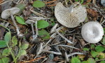 Glänzender Tellerling-Rhodocybe hirneola