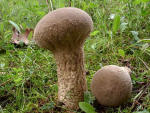 Beutelstäubling-Calvatia excipuliformis