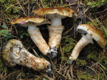 Halsbandritterling-Tricholoma focale