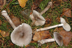 Brennendscharfer Ritterling-Tricholoma virgatum