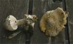 :-Amanita oreina