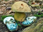 Kornblumenröhrling-Gyroporus cyanescens