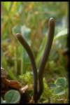 :-Ramariopsis asperulospora